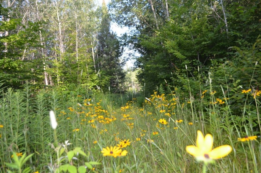 Eastern Marathon County Hunting Buildable Property featured image