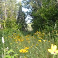 Eastern Marathon County Hunting Buildable Property