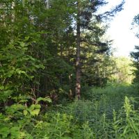Eastern Marathon County Hunting Buildable Property images 2