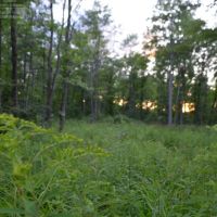Eastern Marathon County Hunting Buildable Property images 3