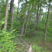 Eastern Marathon County Hunting Buildable Property images 4