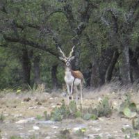 48 acres with electric for sale near menard  tx images 6
