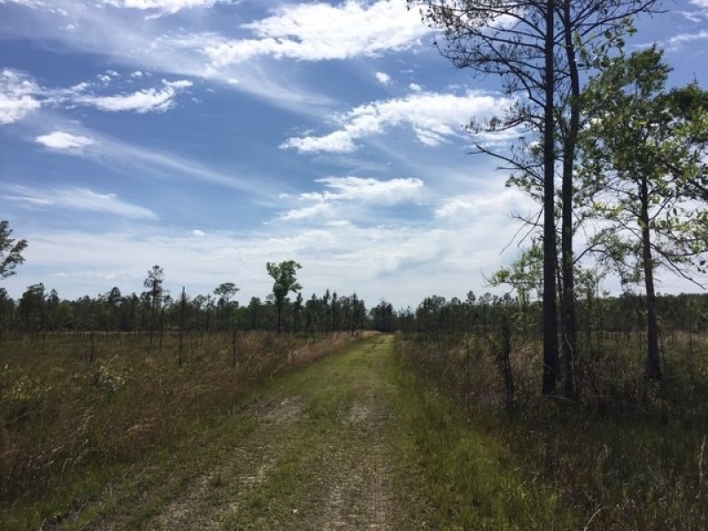 Hunting Land &nbsp; Timber Tract For Sale in St. Tammany Parish  LA featured image