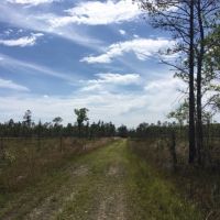 Hunting Land &nbsp; Timber Tract For Sale in St. Tammany Parish  LA