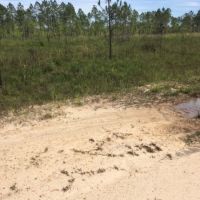 Hunting Land &nbsp; Timber Tract For Sale in St. Tammany Parish  LA images 2
