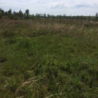 Hunting Land &nbsp; Timber Tract For Sale in St. Tammany Parish  LA images 3