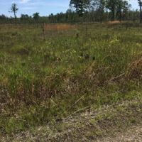 Hunting Land &nbsp; Timber Tract For Sale in St. Tammany Parish  LA images 4
