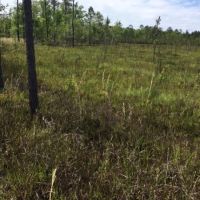Hunting Land &nbsp; Timber Tract For Sale in St. Tammany Parish  LA images 5