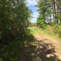 Hunting Land &nbsp; Timber Tract For Sale in St. Tammany Parish  LA images 6