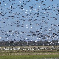 Over 2,000 Ducks Harvested Last Season!