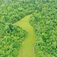 484 ac - Premium Deer Hunting Tract - Price Reduced