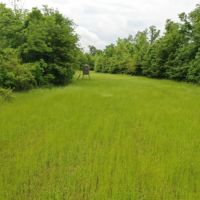 484 ac - Premium Deer Hunting Tract - Price Reduced images 2