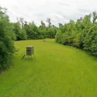 484 ac - Premium Deer Hunting Tract - Price Reduced images 3