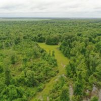 484 ac - Premium Deer Hunting Tract - Price Reduced images 5