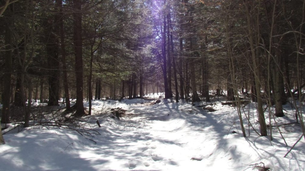 40 acres bordering State Forest in German NY 465 N. End Road featured image