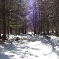40 acres bordering State Forest in German NY 465 N. End Road