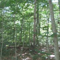 40 acres bordering State Forest in German NY 465 N. End Road images 6