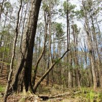 04-015-mulberry-hills-hunting-retreat images 2