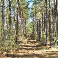 3 Bed 1 Bath Home &nbsp; 1 Bed 2 Bath Guest House 42 Acres SW MS images 6