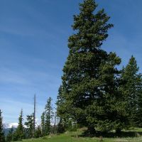 12 Timber Ridge at Cordova Pass images 6