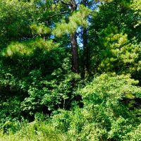 Hunting Timber Tract For Sale Martin County  NC images 5