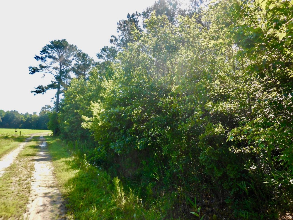 Hunting Timber Tract For Sale Martin County  NC featured image