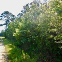 Hunting Timber Tract For Sale Martin County  NC