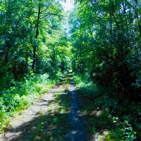 Hunting Timber Tract For Sale Martin County  NC images 3