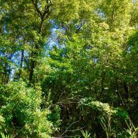 Hunting Timber Tract For Sale Martin County  NC images 2