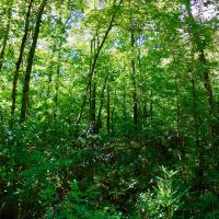 Hunting Timber Tract For Sale Martin County  NC images 6
