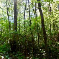 Hunting Timber Tract For Sale Martin County  NC images 4
