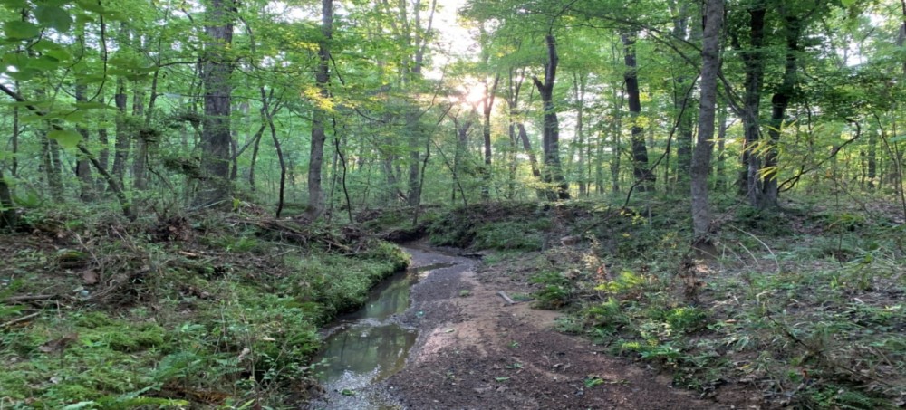 206 Acres in Madison County in Canton  MS featured image