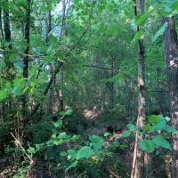 206 Acres in Madison County in Canton  MS images 3