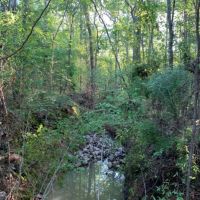 206 Acres in Madison County in Canton  MS images 4