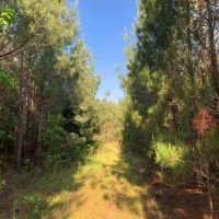 206 Acres in Madison County in Canton  MS images 6