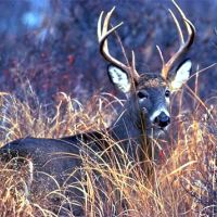 Over 8500 Acres to Hunt Deer, Geese, Phesant and Duck