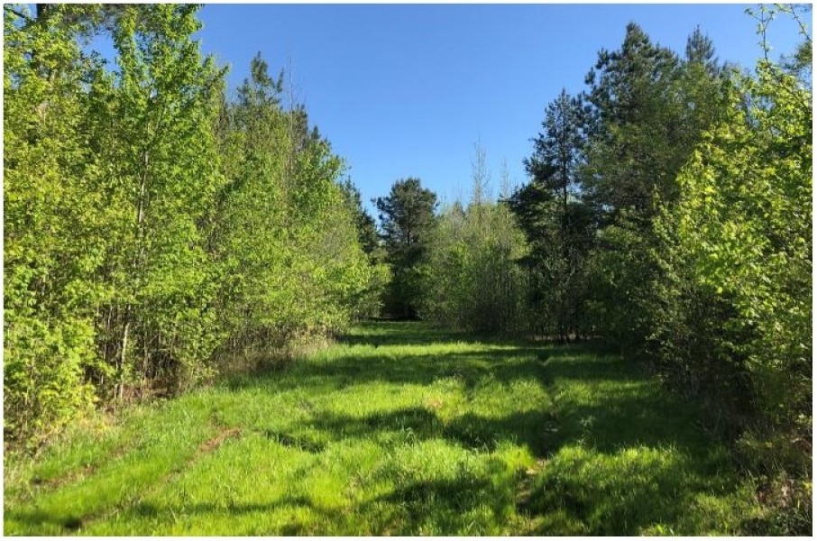 168.2 Acres in Yalobusha County in Oakland  MS featured image