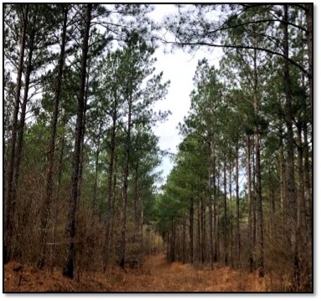 83.05 Acres in Lafayette County in Water Valley  MS featured image
