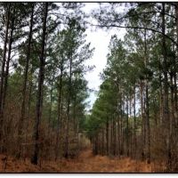 83.05 Acres in Lafayette County in Water Valley  MS