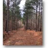83.05 Acres in Lafayette County in Water Valley  MS images 2