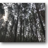 83.05 Acres in Lafayette County in Water Valley  MS images 3