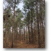 83.05 Acres in Lafayette County in Water Valley  MS images 4