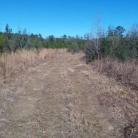 20 Acres Development Land for Sale Sumrall MS