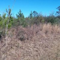 20 Acres Development Land for Sale Sumrall MS images 2