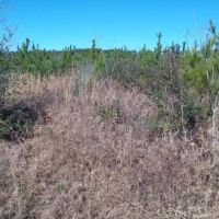 20 Acres Development Land for Sale Sumrall MS images 3