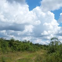 20 Acres Development Land for Sale Sumrall MS images 4
