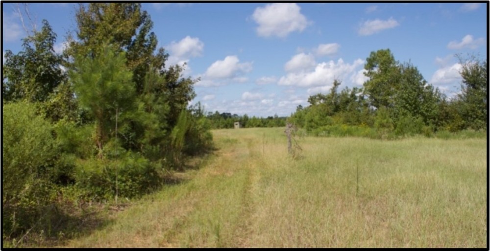 165 Acres in Attala County in Kosciusko  MS featured image