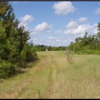 165 Acres in Attala County in Kosciusko  MS