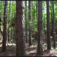 165 Acres in Attala County in Kosciusko  MS images 2