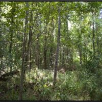165 Acres in Attala County in Kosciusko  MS images 3